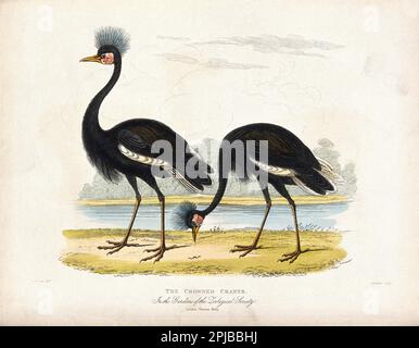 Zoological Society of London, Two Crowned Cranes, coloured etching by Simpkins after William Panormo, c1800s Stock Photo