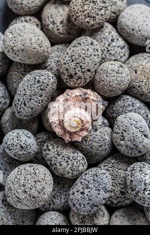 Natural lava stones with seashell as background Stock Photo