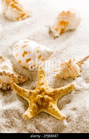 Assortment of natural seashells on sand. Concept of holiday, beach and summer Stock Photo