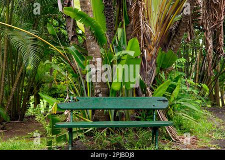 Green park bench stands in a palm and bamboo forest, Mauritius Stock Photo