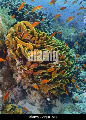 Yellow scroll coral (Turbinaria reniformis) and group of sea goldie (Pseudanthias squamipinnis), Jackson Reef dive site, Strait of Tiran, Sinai Stock Photo