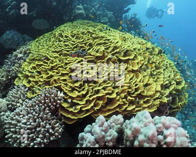 Yellow scroll coral (Turbinaria reniformis), Elphinstone Reef dive site, Egypt, Red Sea Stock Photo