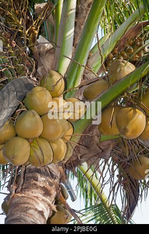Coconut tree on the beach of Rangbeach, Danang Stock Photo