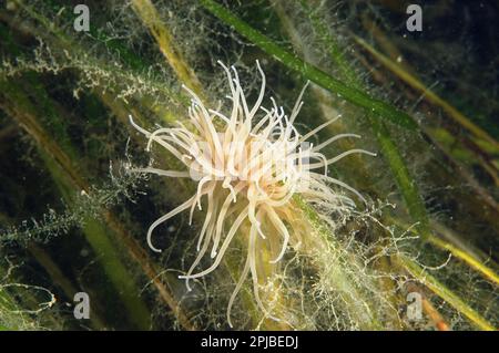 Opelet anemone (Anemonia viridis) adult, attached to common eelgrass (Zostera marina), Studland Bay, Dorset, England, United Kingdom Stock Photo