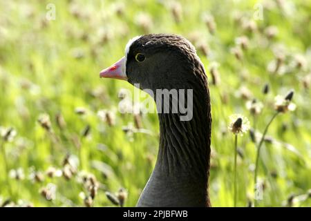 Lesser White-fronted Goose Stock Photo