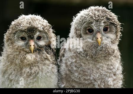 Great Horned Owl, Branchlet Stock Photo