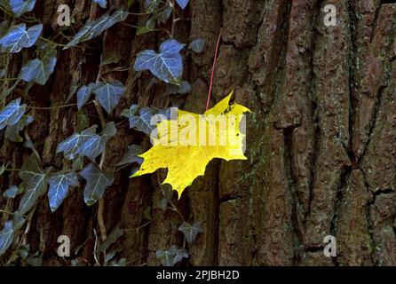 Maple leaf on a tree in autumn Stock Photo