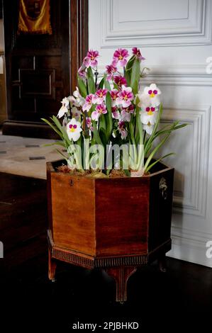 Orchid Festival Burton Agnes Hall, East Yorkshire, England 2023 Stock Photo