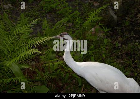 An Endangered Whooping Crane, Grus americana Stock Photo