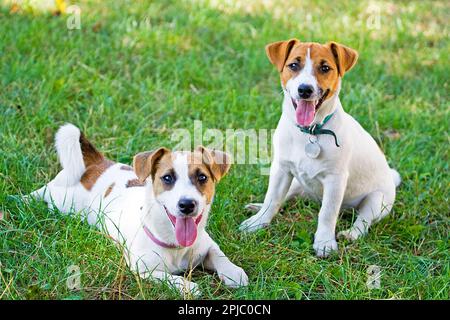 Jack Russell's puppies are played with each other Stock Photo