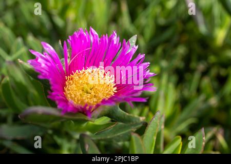 Malephora crocea is a species of flowering plant in the ice plant family known by the common name coppery mesemb and red ice plant. Flora of Israel. Stock Photo