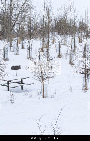 Winter picnic site with small trees covered with wire mesh to protect them from damage by beavers Stock Photo