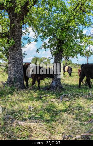 Belted Galloway calf under a tree Stock Photo