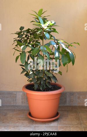 Bay laurel or Laurus nobilis planted in pot Stock Photo