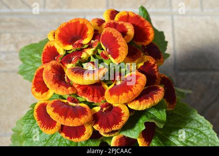 Close up of slipper flower (Calceolaria plant) Stock Photo