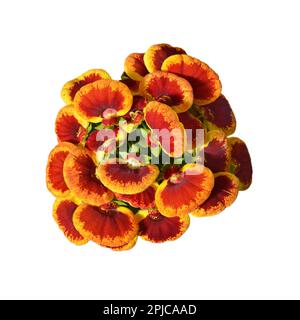 Top view of Calceolaria plant isolated on white background Stock Photo