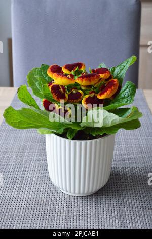 Potted Calceolaria plant on the table. Close up of slipper flower. Stock Photo