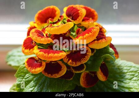 Ladys purse or slipper flower, Calceolaria varieties