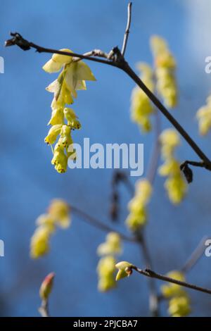 Corylopsis sinensis 'Spring Purple' Flowering, Shrub Stock Photo