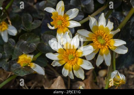 Ficaria verna, Ficaria 'Coppernob', Ranunculus ficaria, Woodland Plant, Orange, White, Flower Stock Photo