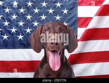 Cute dog against national flag of United States of America Stock Photo