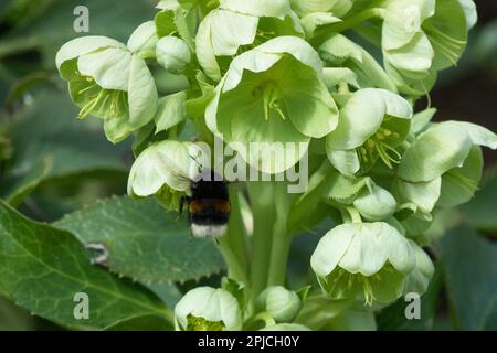 Bombus terrestris, Buff-tailed bumblebee, Flying, Flower, Helleborus × sternii Stock Photo