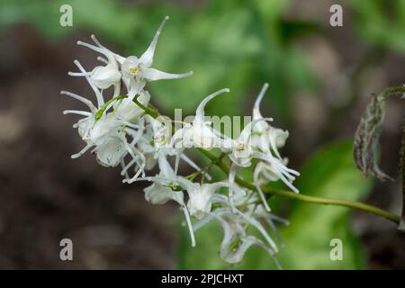 Epimedium sempervirens, Epimedium 'White Purity', Epimedium, Flower, Plant, Epimediums, Close up, Bloom, Spring, Perennial Stock Photo