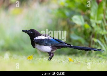 Magpie [ Pica pica ] on lawn from very low perspective Stock Photo