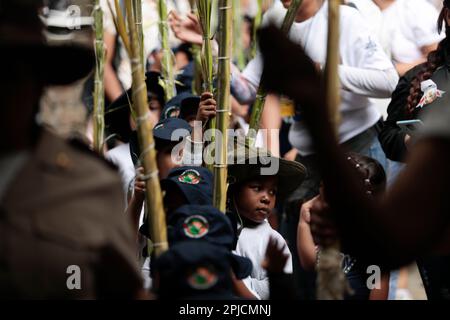 Chacao, Venezuela. 01st Apr, 2023. Young parishioners carry the palms they previously collected at Cerro El Avila, which are transformed into crosses in Chacao, Caracas, to re-enact the biblical passage of Jesus' entry into Jerusalem. The tradition of the Palmeros de Chacao, which is more than 250 years old, is registered in the Unesco register of good conservation practices and is to become a World Heritage Site. Credit: Pedro Rances Mattey/dpa/Alamy Live News Stock Photo