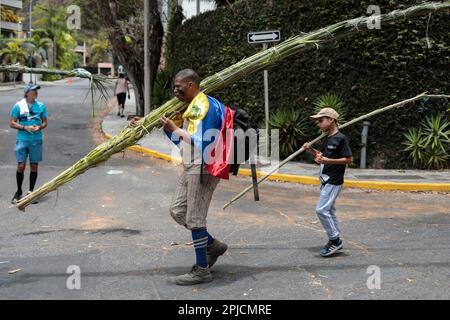 Chacao, Venezuela. 01st Apr, 2023. A man carries the palm trees he previously collected on Cerro El Avila, which are transformed into crosses in Chacao, Caracas, to reenact the biblical passage of Jesus' entry into Jerusalem. The tradition of the Palmeros de Chacao, which is more than 250 years old, is registered in the Unesco register of good conservation practices and is to become a World Heritage Site. Credit: Pedro Rances Mattey/dpa/Alamy Live News Stock Photo