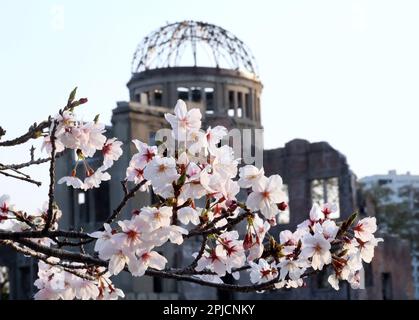 Hiroshima, Japan. 30th Mar, 2023. World's Heritage A-bomb Dome is seen behind fully bloomed cherry blossoms at the Peace Memorial Park in Hiroshima, western Japan on Thursday, March 30, 2023. (photo by Yoshio Tsunoda/AFLO) Stock Photo