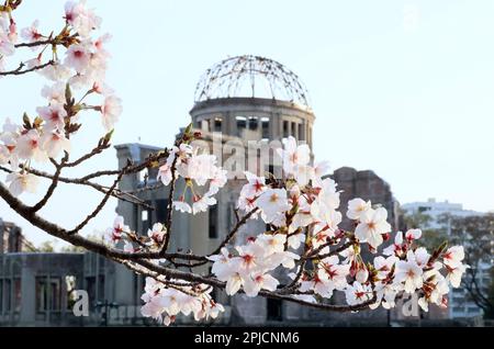 Hiroshima, Japan. 30th Mar, 2023. World's Heritage A-bomb Dome is seen behind fully bloomed cherry blossoms at the Peace Memorial Park in Hiroshima, western Japan on Thursday, March 30, 2023. (photo by Yoshio Tsunoda/AFLO) Stock Photo