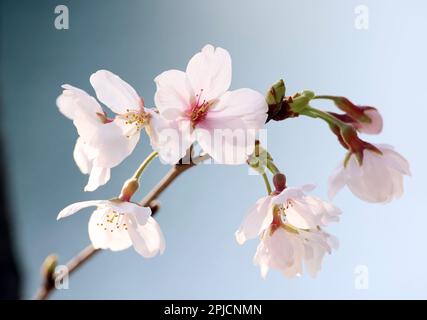 Hiroshima, Japan. 30th Mar, 2023. Fully bloomed cherry blossoms are displayed at the Peace Memorial Park in Hiroshima, western Japan on Thursday, March 30, 2023. (photo by Yoshio Tsunoda/AFLO) Stock Photo