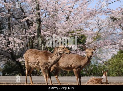 Hatsukaichi, Japan. 31st Mar, 2023. Japanese deers are seen under fully bloomed cherry blossoms at Miyajima island in Hatsukaichi, Hiroshima prefecture, western Japan on Friday, March 31, 2023. (photo by Yoshio Tsunoda/AFLO) Stock Photo