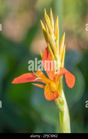 An orange Canna indica flower against a defocused green background. Stock Photo