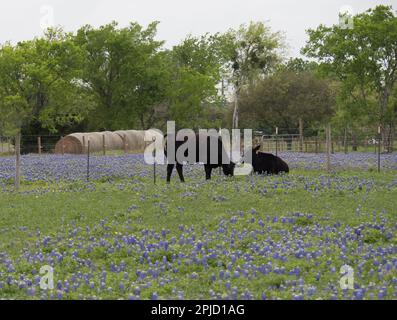 Two black angus cows in a field of bluebonnets with round hay bales in the background. Stock Photo