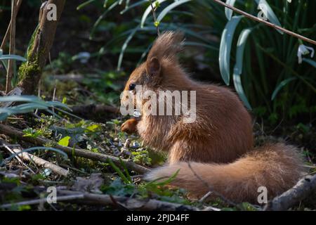 Red Squirrel (Loch Leven, Scotland) Stock Photo