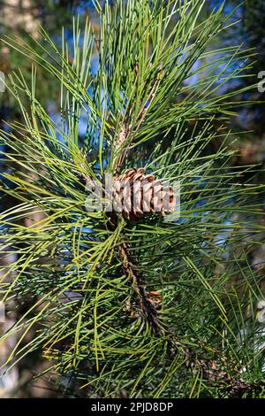 pine branches with cones. background of pine branches. Stock Photo