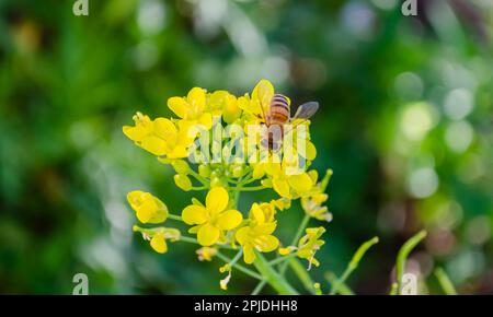 Bee On Top Of Pak Choi Blossoms Stock Photo