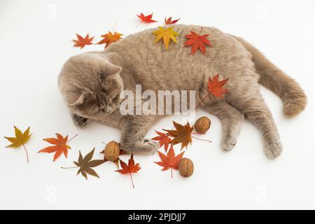 Scottish straight cat with autumnal fall leaves. Scottish cat on white background Stock Photo