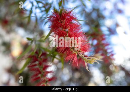 Callistemon is a genus of shrubs in the family Myrtaceae. Flora of Israel. Square frame Stock Photo