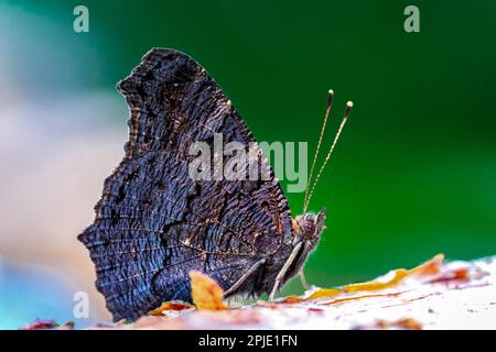 Macro shot of a peacock butterfly (aglais io) sitting on some wood Stock Photo