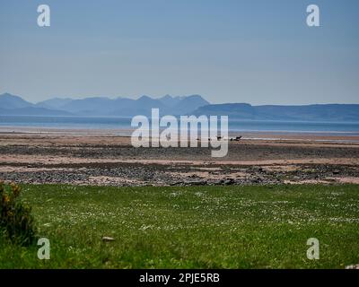 group of watchful roe deer gathered at the beach of Applecross at the coastline of northern Scotland. Stock Photo