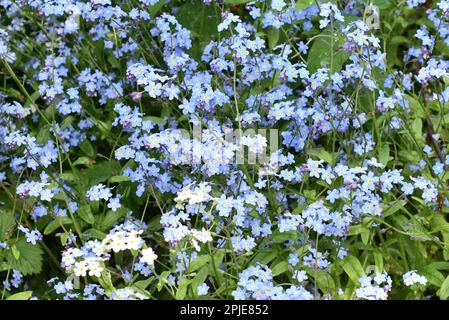 Big field of blue wildflower woodland Forget-me-not Myosotis sylvatica Stock Photo