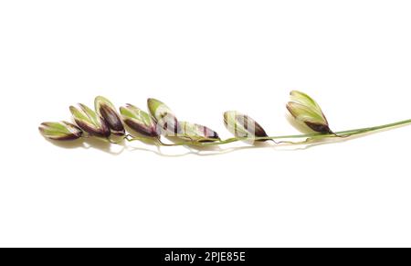 Mountain melick Melica nutans grass isolated on white background Stock Photo