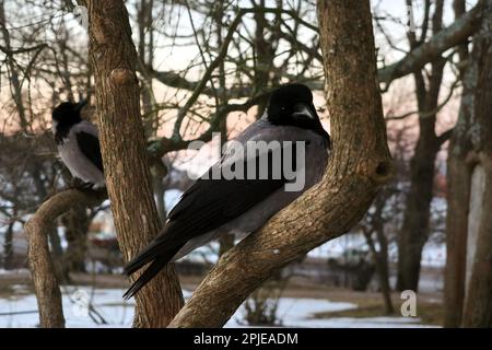 Two Hooded crows, Corvus cornix, perched on a tree early on a spring morning. Stock Photo