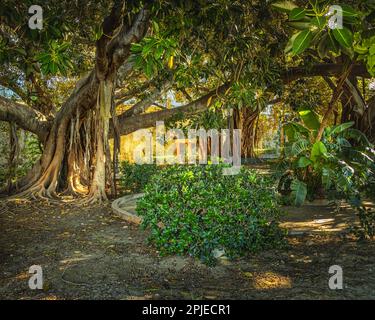 A small but well-kept garden in Ortigia, near the Fonte Aretusa and the beach. The garden has centuries-old Ficus Macrophilla trees. Syracuse, Sicily Stock Photo