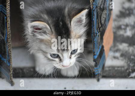 An Indian cat coming out from a box Stock Photo