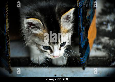 An Indian cat coming out from a box Stock Photo