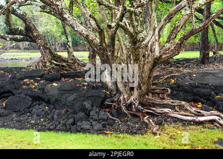 Resilience of nature in Hawaii, with a tree growing on soil covered by frozen lava. Stock Photo